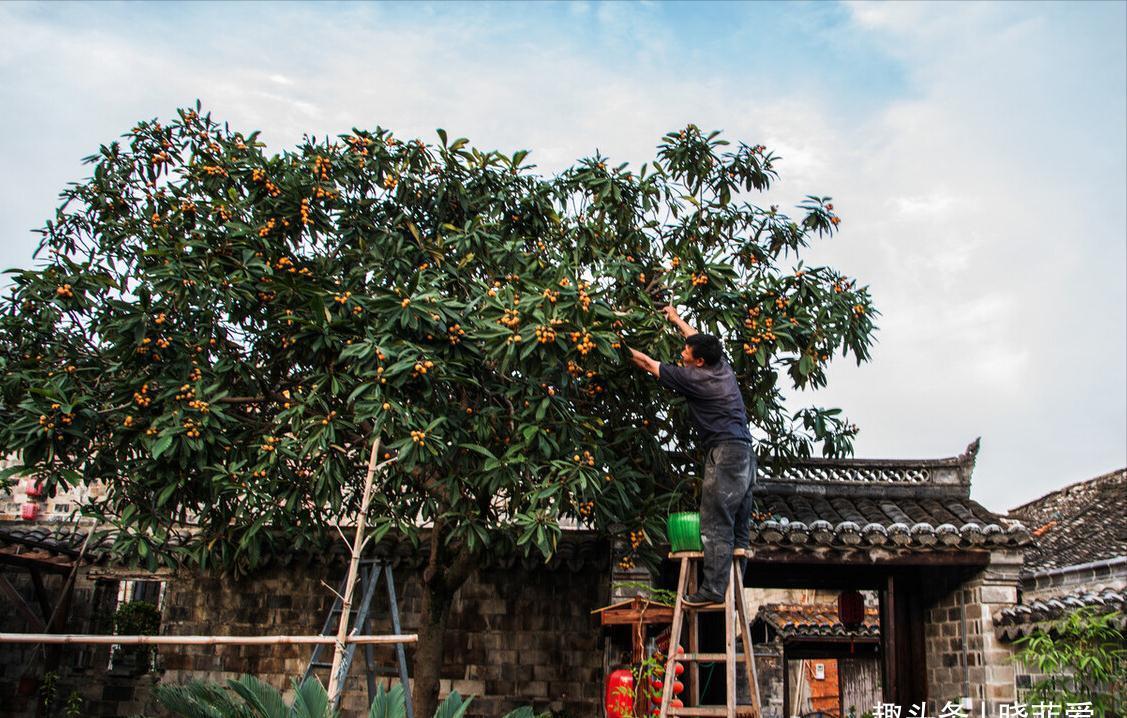 院子里适合种7种“镇宅树”,随便种一棵,“旺财添福”更旺家