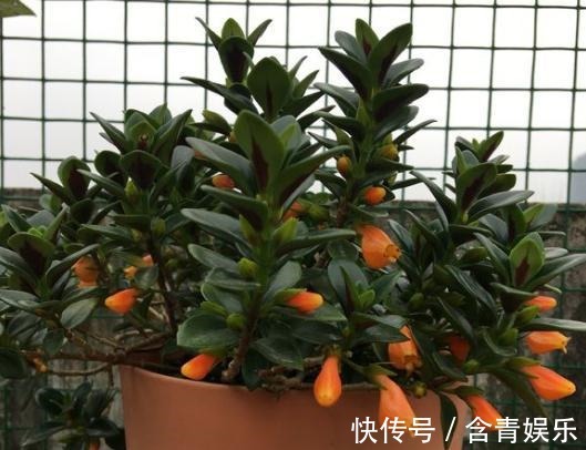 养金鱼吊兰,避免“1点”,叶片油绿不发黄,枝头挂满“小金鱼”