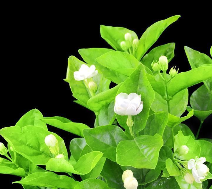 佛焰苞|快扔掉家中发财树,真正好看还能净化空气的是这几种,高级又漂亮