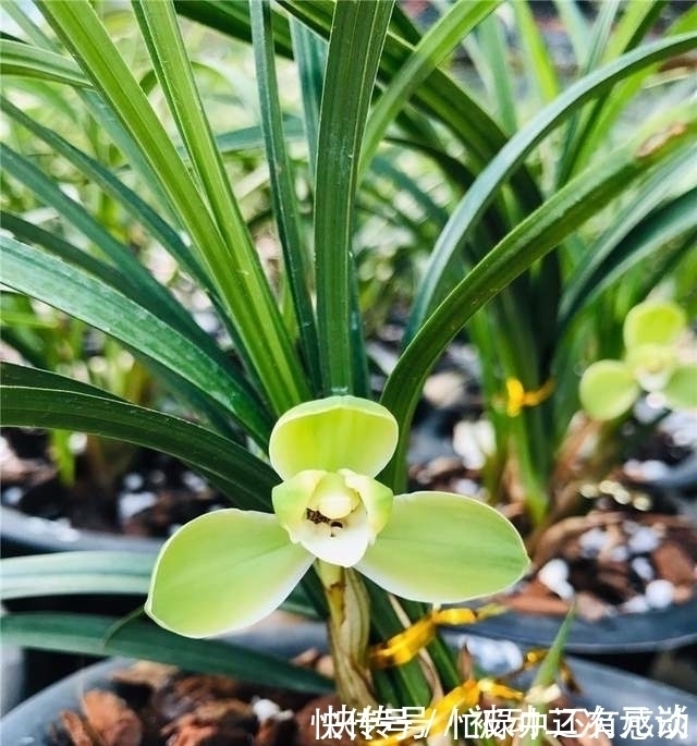 艾草|此兰花拥有“几百年”的历史，瓣型工整，香味扑鼻，现在正值花期