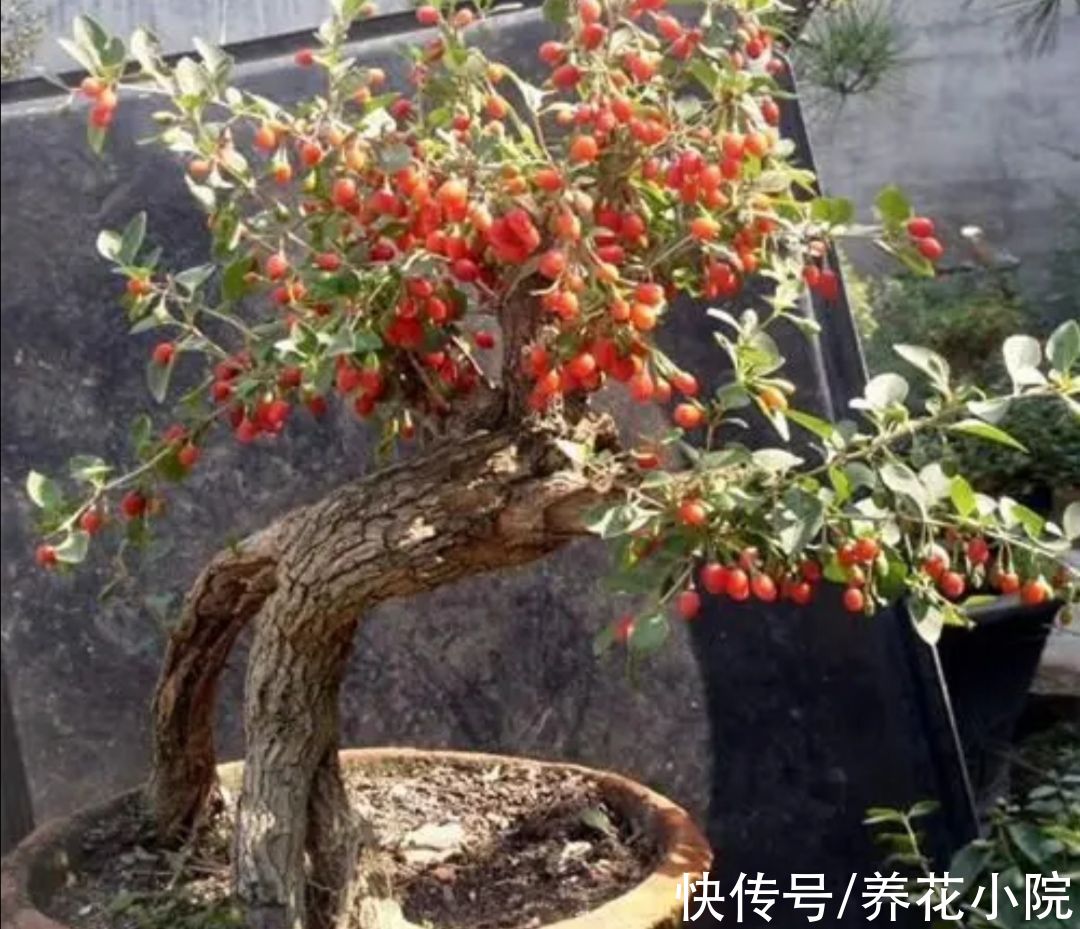 外面遇到3种树,适合做成盆景观,古朴苍劲观赏性强