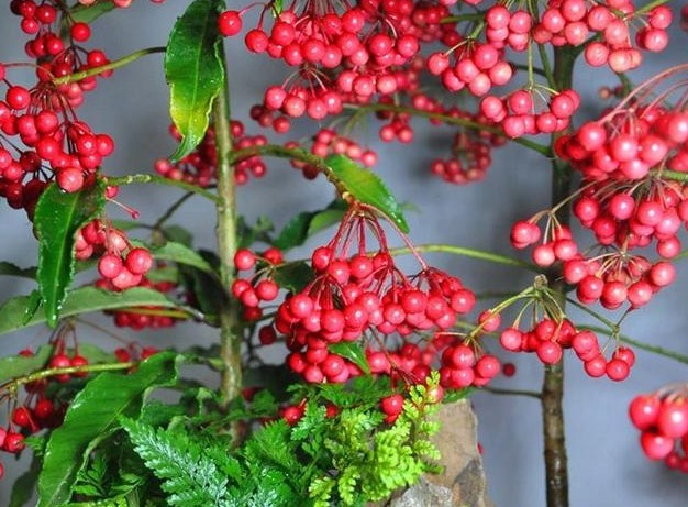 3种花,越养越值钱,还镇宅旺财运,寓意不比富贵竹发财树差!