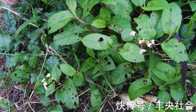 感冒咳嗽|感冒咳嗽老不好,不要不停吃药,不妨试试此野草,化痰止咳润肺