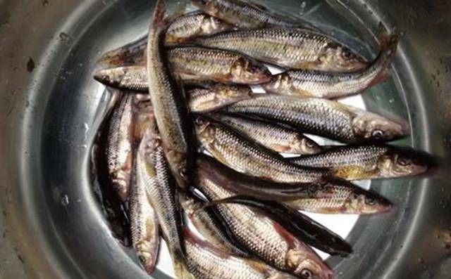 钓鱼|深山山涧，钓上一盆这鱼，味道很鲜美，知道是什么鱼吗？