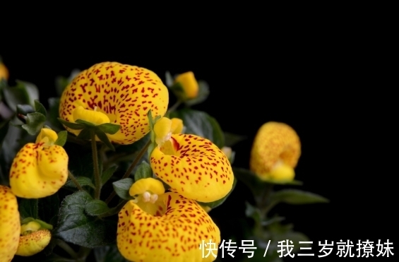 安第斯|此花开花时花型独特,是一种能够送财的花,代表着财源滚滚