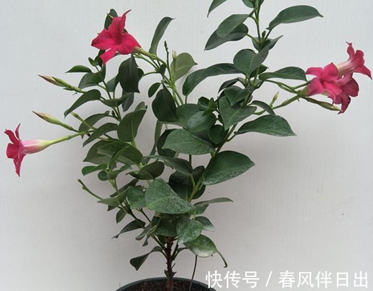 夏日|天越来越热，养花就选它，夏日不怕晒，突突开花，不能错过！