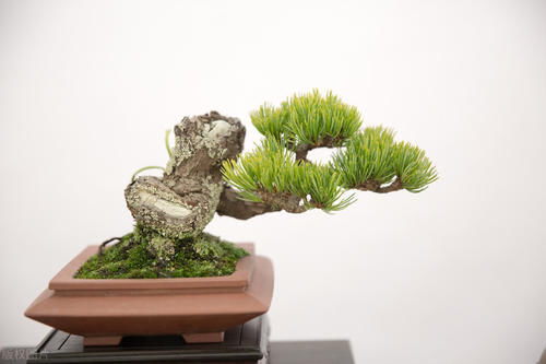  植物花卉|别再为浇水发愁了，给你支招“10多10少”浇水法，比啥方法多管用