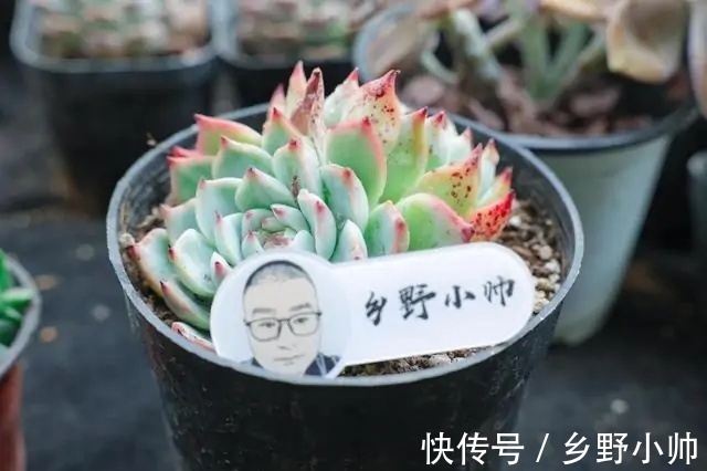 小帅|确认过眼神,遇上对的你,说说那些让人“一见钟情”的多肉