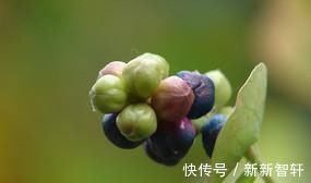 杠板|一味草药，是治皮杀手锏，湿疹、荨麻疹、带状疱疹，它都能通治