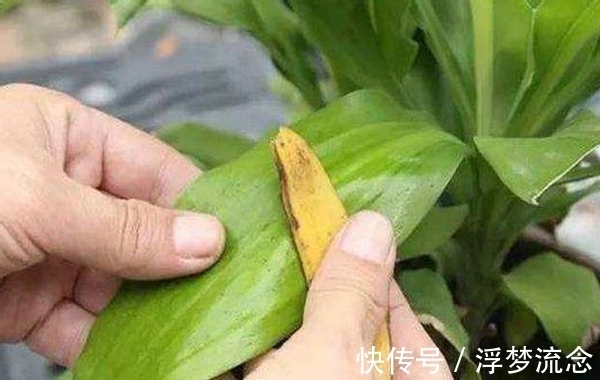 这2样厨余垃圾拿来养花,既能养叶又能强根催花