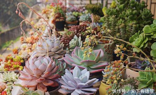 多肉长出“这东西”,及时剪掉,可别舍不得,不然徒长长得丑