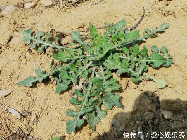 生在水塘边的野草，人称“花苦荬”，都拿来喂猪，它可是珍贵药材