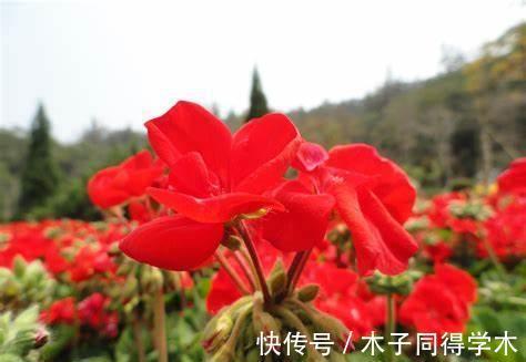 玛格丽特|养花试试这几款，八月不能随便修剪，轻则不开花，重则被剪死