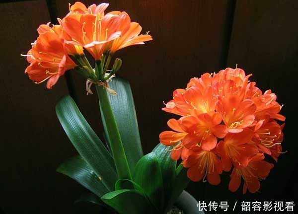 大花蕙兰|4种花漂亮又好养,比牡丹好看,开花爆盆很简单,给点水就疯长