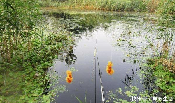 三香酒|钓鱼技巧:酒米最科学的制作方法,酒味越浓效果未必越好!