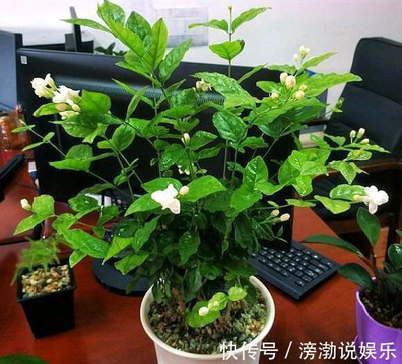 茉莉花不用花钱买,家里有一盆变出好多盆,全靠这一招
