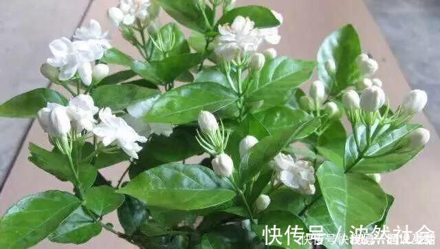 修剪|养茉莉花,只用了一个小诀窍,花开的又多又香,太赞了