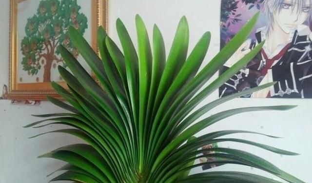 烂根|君子兰夏季浇水，掐准“时间段”，插个大竹签，从来烂根