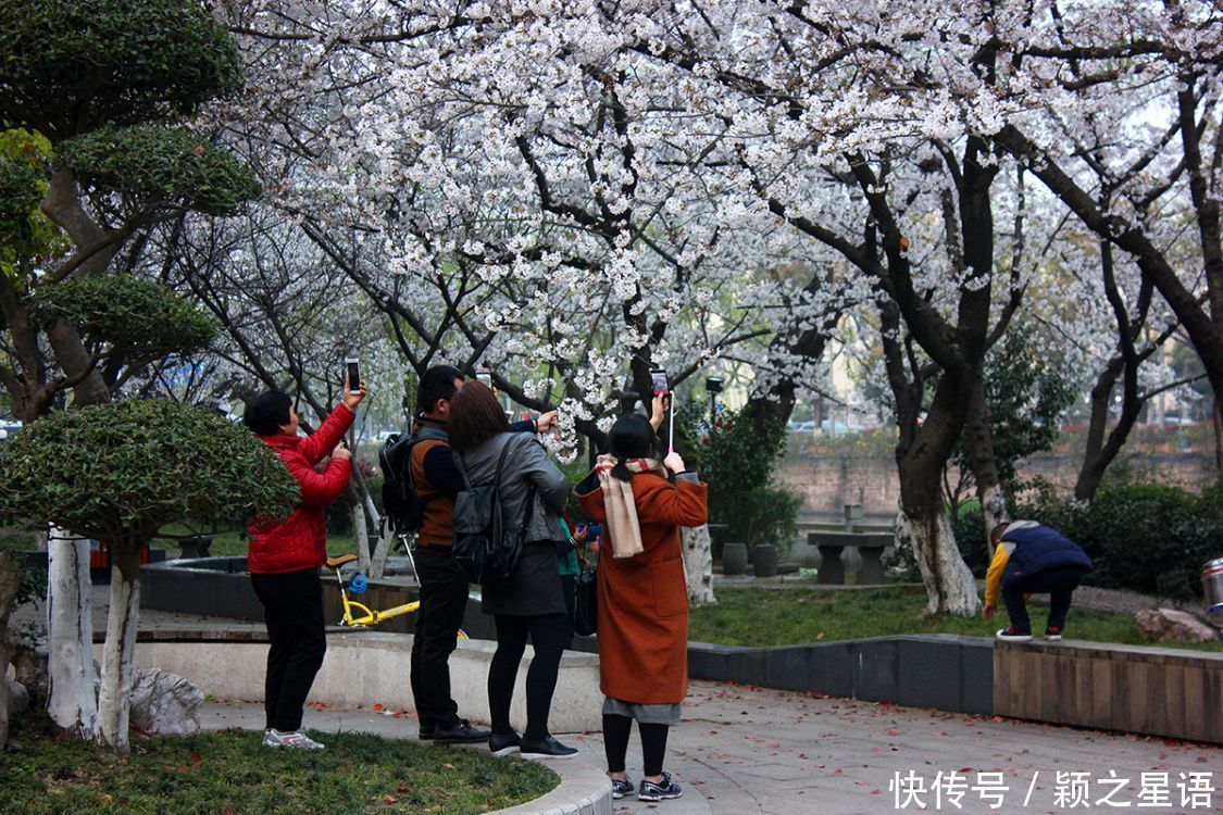 白鹿村、上马村、雅庄村，十里樱花十里尘，经典赏樱路