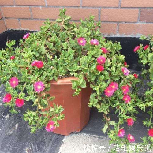 牡丹吊兰|家中养一盆这种“吊兰”,一个修剪技巧,长爆盆,朵朵红花开不停