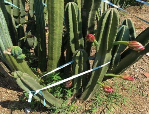 请识别好“它”，如果你家也有种植，现在就要重视，因为价值极高