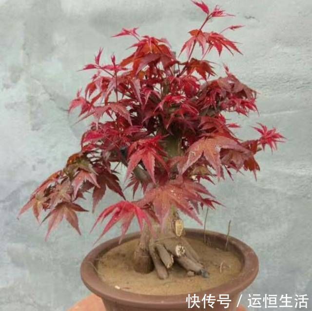 养护的红枫盆景桩头太高了怎么矮化红枫盆景控制高度的方法