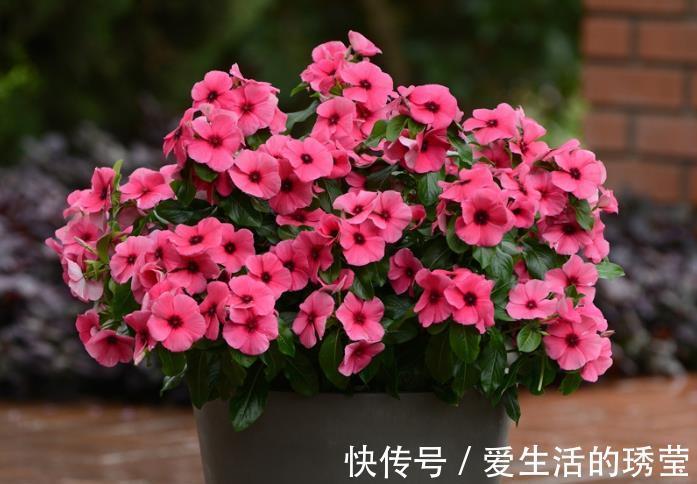 花友|适合家里养的4种花，全年开花不长虫