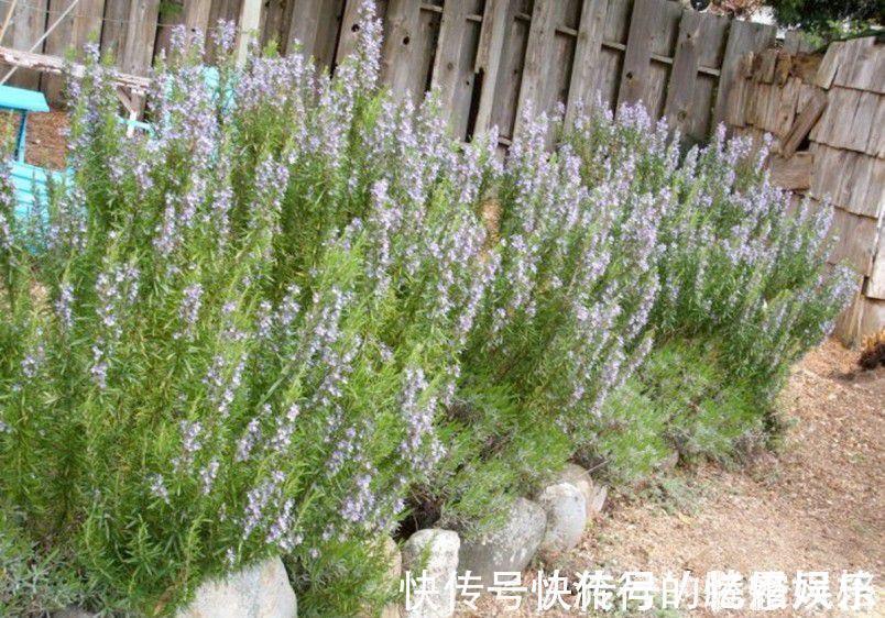 香气|5种香花，家里养一盆，好看还“养人”，全家都健康