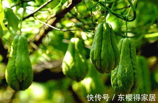 这瓜既是水果又是菜,疏肝止咳本领大,加鸡蛋一炒,比黄瓜更美味