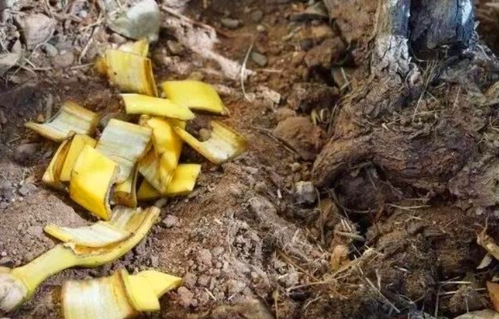 不想花钱买肥料教你1招，自己在家里堆肥，养花效果“1级棒”