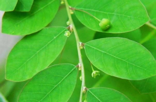 它外形酷似“含羞草”，却不会“害羞”，用处广泛然而相当常见