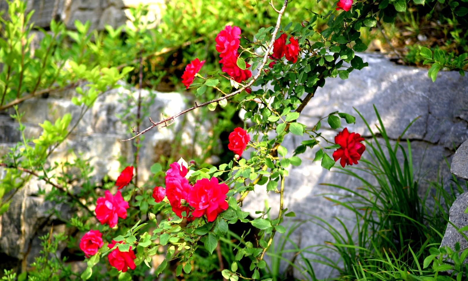 樱花退去月季来，“花堤柳岸”花盛开（二）