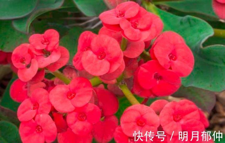 金弹子金弹子|有钱人都养3种树，漂亮又高贵，越养越值钱，旺运一整年