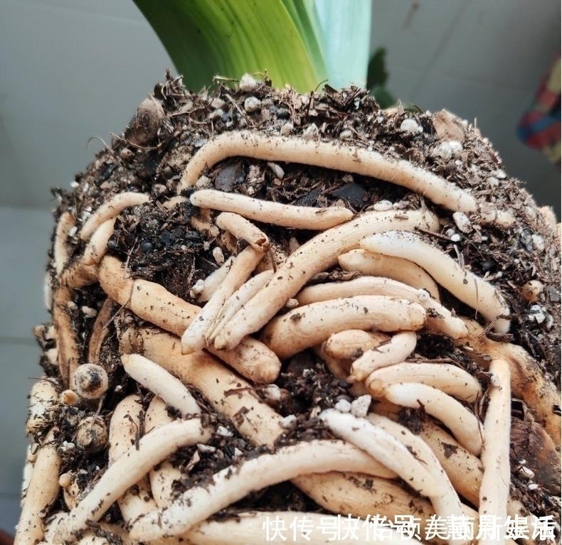 土壤|君子兰不长新叶多是这些因素导致这样养,让君子兰快速生长