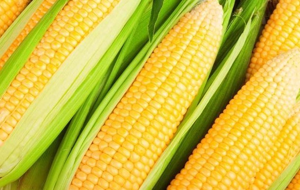 小知识|糖尿病患者不吃主食，三餐用玉米、红薯代替，血糖会发生哪些变化