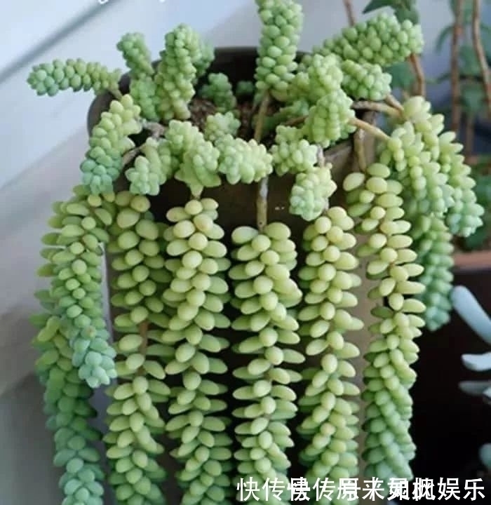 叶片|长得比吊兰好看，肉呼呼的还好养，晒晒太阳就爆盆，不要太好看咯