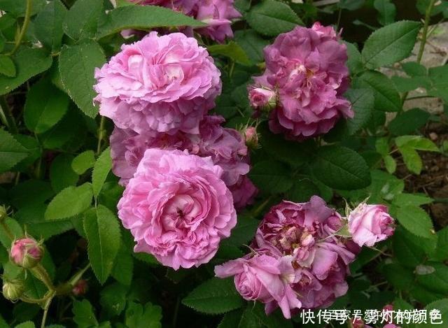 20款古老月季。数百年唯美传承，个个经典又抗病。远胜现代月季