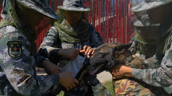 军犬|定制防蚊服,安排上了!这些细节拉满
