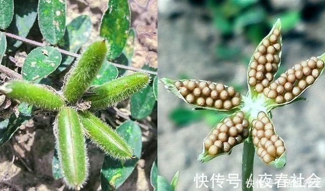 农村|人称“小米口袋”根似人参,乡下小孩都吃过,如今却少人识