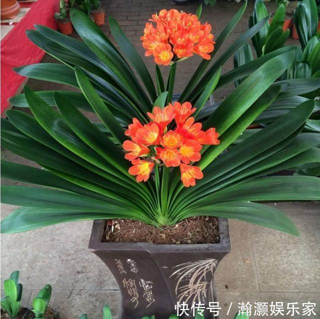 叶片|养君子兰,捡回“2种料”,扔盆里,根系旺,开花多,美极了