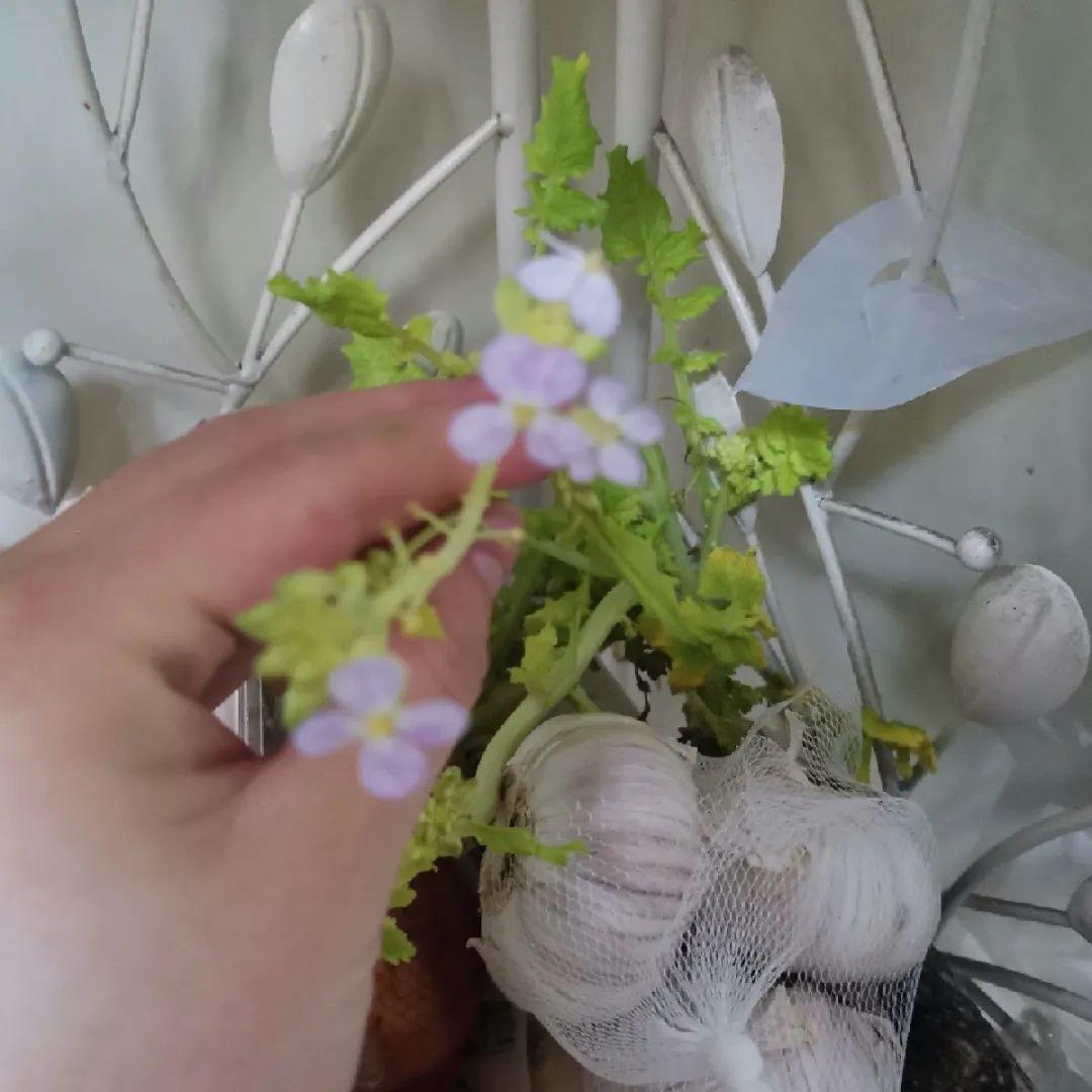 3个月后才回家,家里的花疯了,墙缝、房顶都爬满!