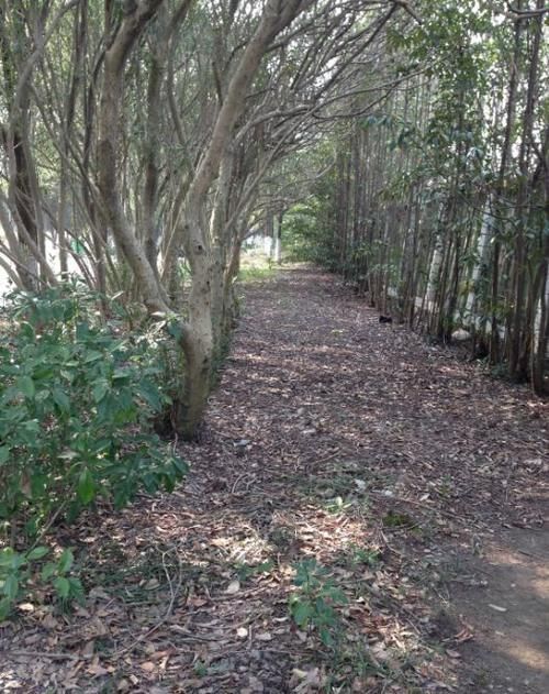 松针土|如果你有5个“坏习惯”,恭喜你,是养花高手!