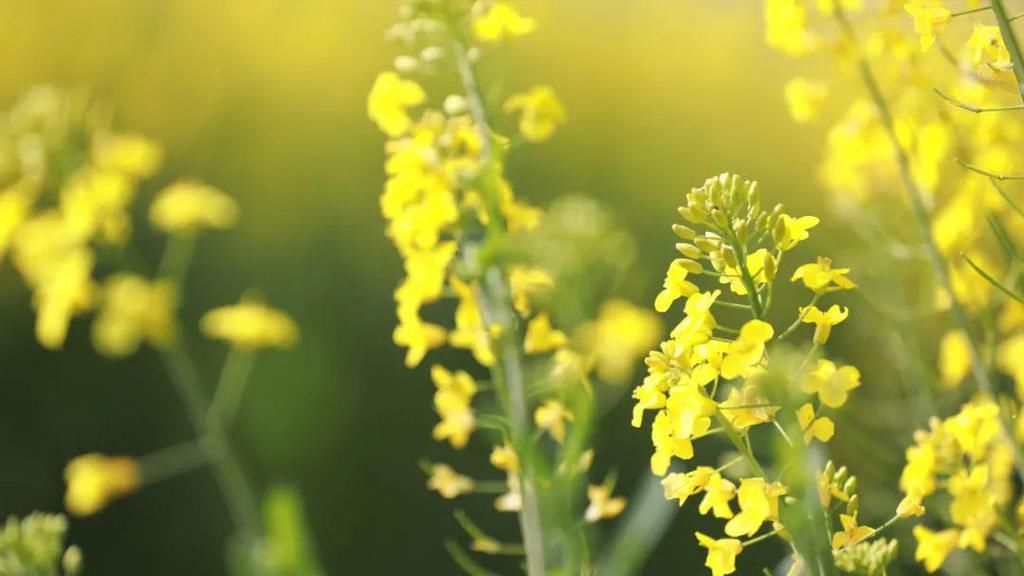 油菜花香醉春光