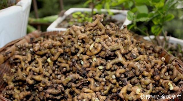 它就要成熟了,请别嫌弃果实小,记得采摘,目