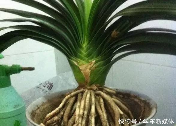 俗话说养花先养根!浇水加点“生根剂”,1分钱不花,根系爆盆!