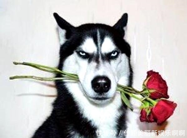 忽悠|西游最牛的两只狗: 一只敢咬孙悟空 一只敢忽悠孙悟空