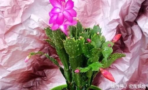 厨房里的1种东西，用来养花，花卉都长疯了，再也不担心长不好