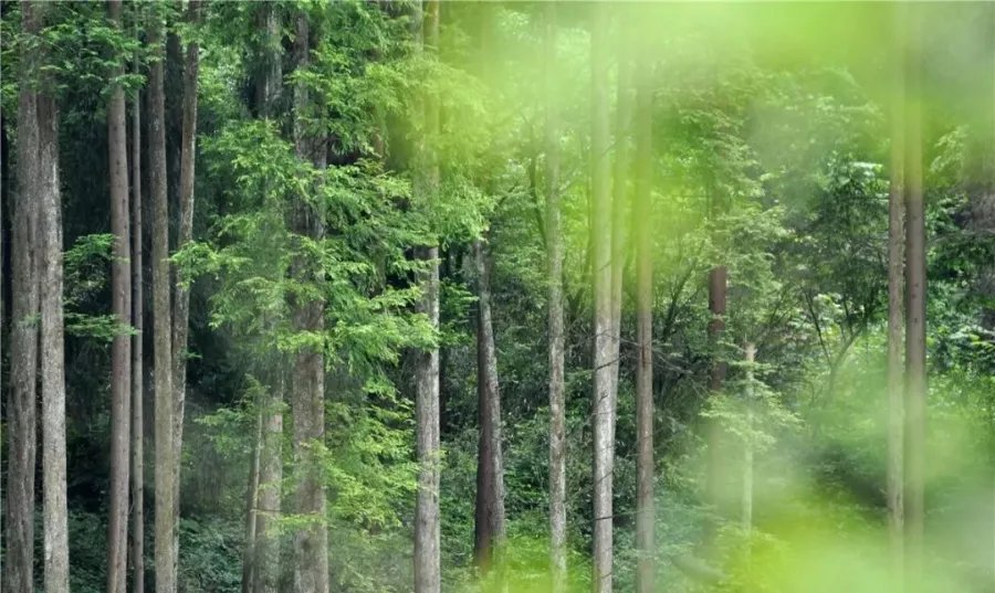 龙门山脉|走进天府旅游名村｜枕山望水，茶香悠悠