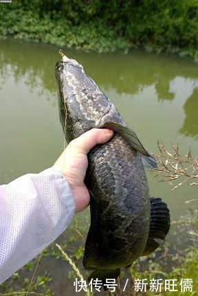 雷强|夏季黑鱼多且好钓，手竿以及传统钓攻略分享，看到就跑不掉