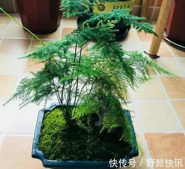 空气|净化空气室内盆栽这3款绿植,夜间不与人争氧,还促进睡眠